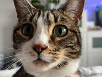 Couple 'devastated' over death of rescue cat who was 'like a child' 