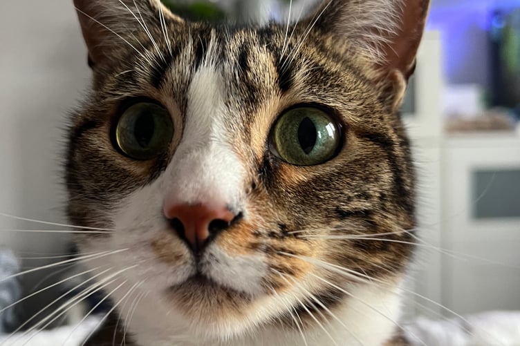 Wellington residents have been thanked for their efforts to save Misty the cat after she was hit by a vehicle in Mantle Street
