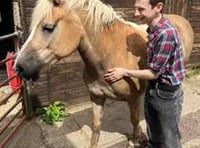 'Smelling like stables' a price worth paying to work with animals