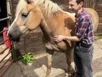 'Smelling like stables' a price worth paying to work with animals