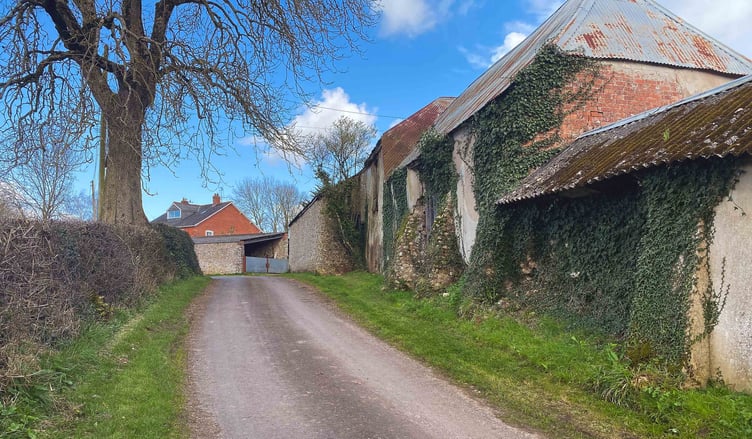Some of the grass verges at the centre of a controversy in Ford Street, near Wellington.
