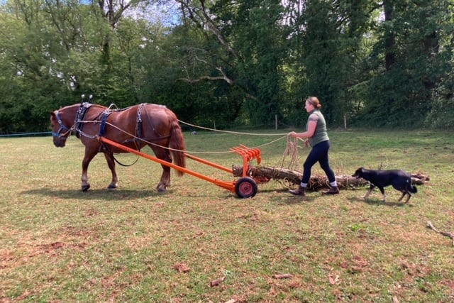Princess Royal head groom Katy Barr and Suffolk mare Winifred give a logging demonstration near Wellington.