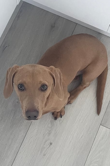 Milo, a young dashshound who underwent surgery to have implanted a 3D-printed plate, allowing him to walk correctly