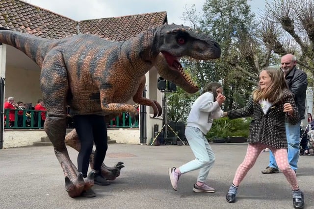 Dino does his terrifying thing in Wellington Park for 'Dinosaur Sunday' during this year's Wellington Film Festival.