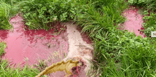 Wellington farmer sentenced for 'persistently' polluting stream