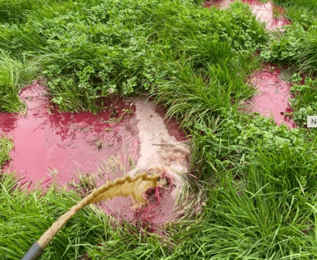 Wellington farmer sentenced for 'persistently' polluting stream