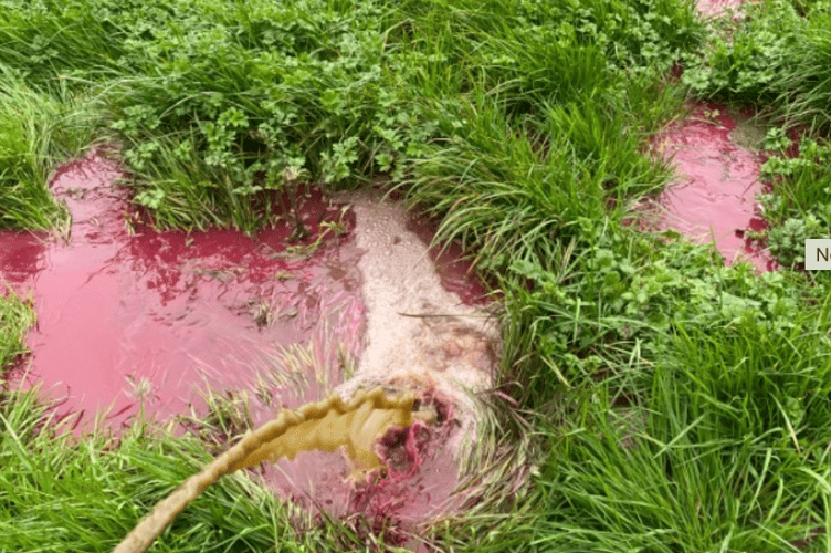 Dye was used to highlight the waterlogged field and slurry flowing across the field toward the watercourse.