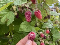 Longacre picnic to celebrate recent harvests and all are welcome