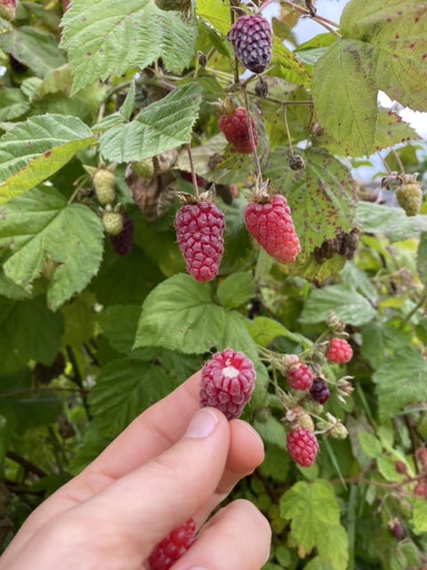 Transition Town Wellington is hosting a picnic to celebrate the harvest and wildlife at Longacre, Rockwell Green
