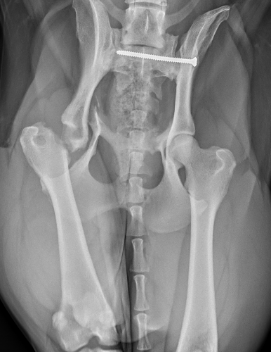 An X-ray showing injuries suffered by labrador Ruby, which was treated by Cave Veterinary Specialists Wellington West Buckland