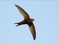 Village church enticing return of nesting swifts