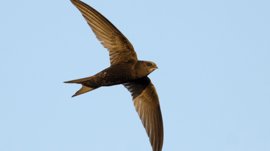 Swift Rspb Images Project to bring nesting swifts back to Culmstock church tower ...