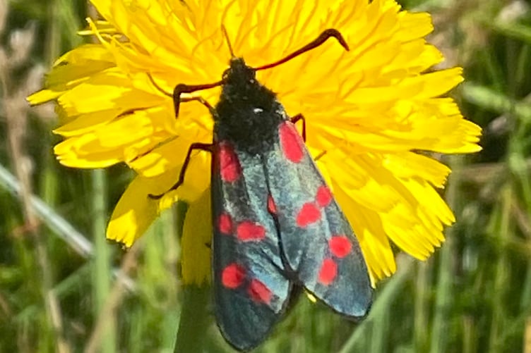 A scarlet tiger moth.