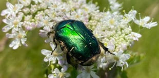 Worrying decline in our insect populations