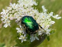 Worrying decline in our insect populations
