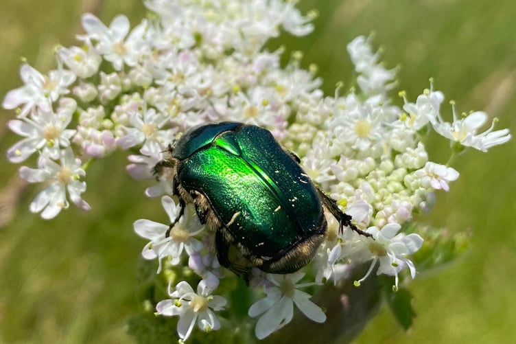 A Rosemary beetle.
