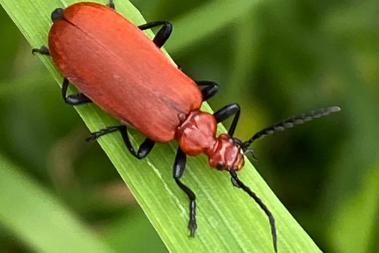 A red-headed cardinal beetle.