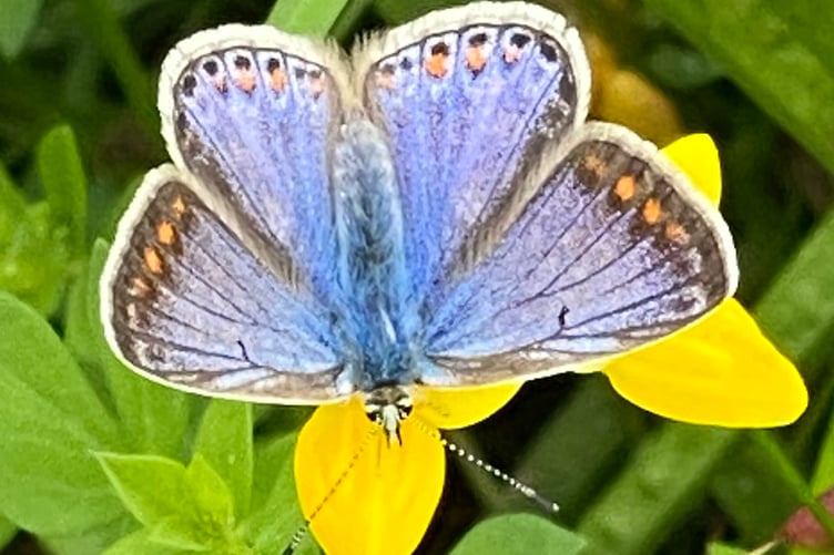 The common blue butterfly.