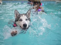 Dog swimming pool planned for vacant industrial unit