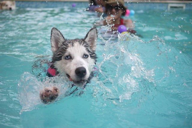 Dog swimming pool planned for vacant industrial unit