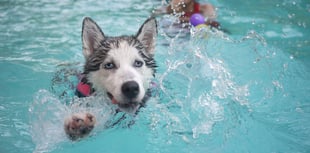 Dog swimming pool planned for vacant industrial unit
