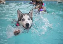Dog swimming pool planned for Wellington