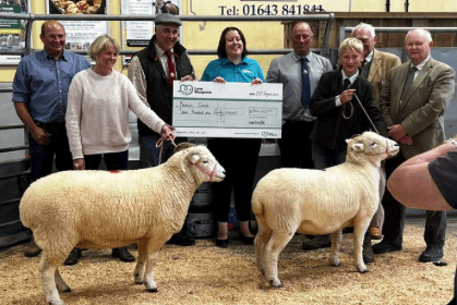 Exmoor Horn sheep were auctioned at Wheddon Cross to help Musgrove Park Hospital's Beacon Centre.
