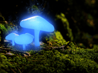 See fungus glow on biofluorescent night walk near Wellington 