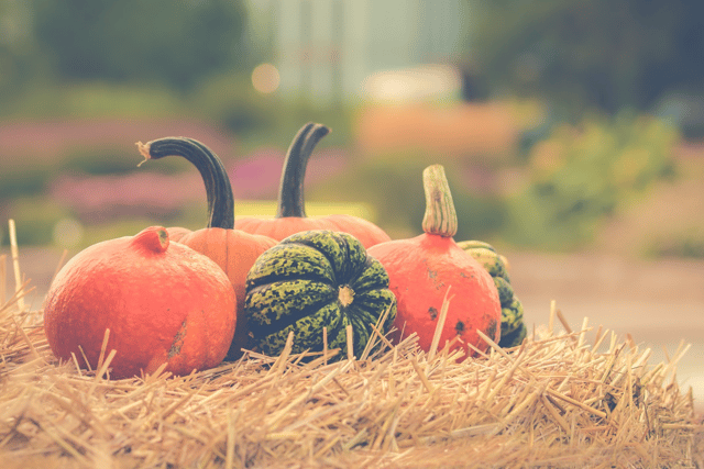 Pick your own pumpkins at Pitt Farm, near Wellington, this autumn