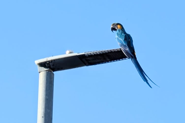 The bird was seen on Monday, October 7, distracting drivers as it settled in trees and perched on a lamp post