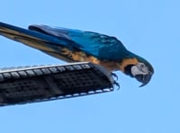 Parrot spotted 'swooping' over Wellington area 'distracting' drivers