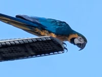 Parrot spotted 'swooping' over Wellington area 'distracting' drivers