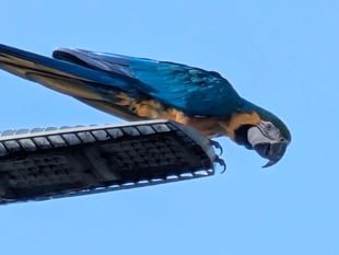 Parrot spotted 'swooping' over Wellington area 'distracting' drivers