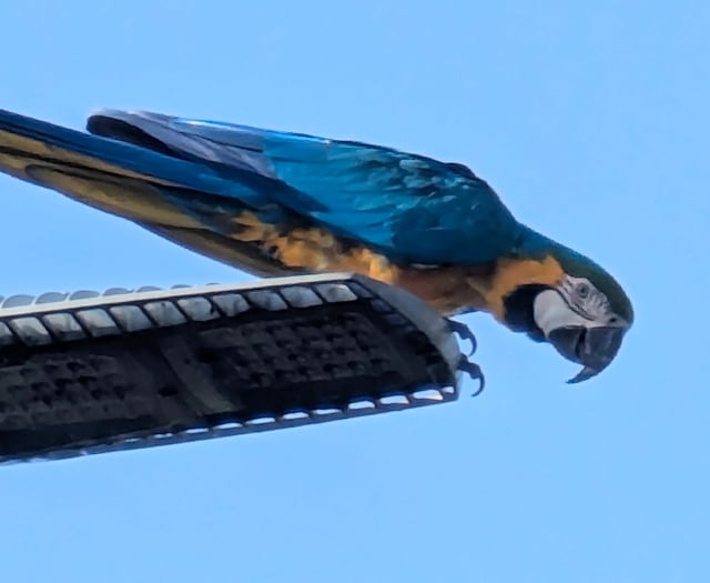 Parrot spotted 'swooping' over Wellington area 'distracting' drivers