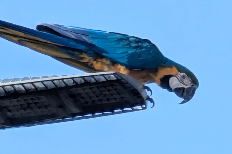 A large blue-and-gold macaw was spotted flying over Chelston Roundabout on Monday morning (Photo: Jeremy Toye)