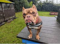 RSPCA rehoming crisis with animal intake now 42% higher than adoptions