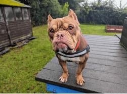 RSPCA rehoming crisis with animal intake now 42% higher than adoptions