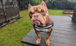 RSPCA rehoming crisis with animal intake now 42% higher than adoptions