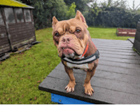 RSPCA rehoming crisis with animal intake now 42% higher than adoptions