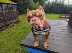RSPCA rehoming crisis with animal intake now 42% higher than adoptions
