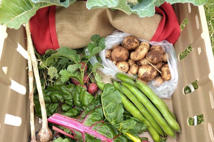 A veg box produced by Wellington Community Food (Photo: Wellington Community Food)