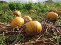 Community food project to launch fundraiser