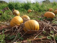 Community food project to launch fundraiser