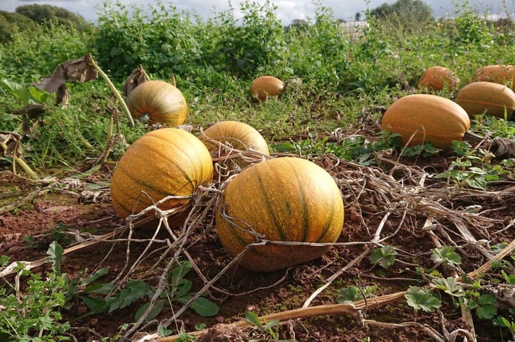 Wellington Community Food will be launching a crowdfunding campaign on Monday, October 21 (Photo: Wellington Community Food)