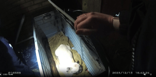 French bulldog found in closed container in total darkness