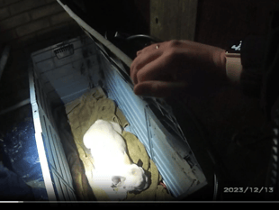 French bulldog found in closed container in total darkness