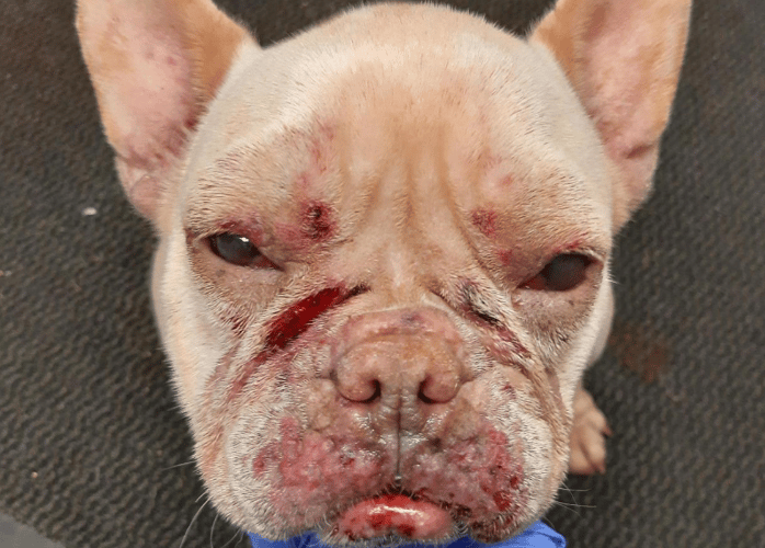 Pepsi's injuries (Photo: RSPCA)
