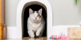 One-eyed rescue cat given 'office' at new forever home