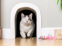 One-eyed rescue cat given 'office' at new forever home