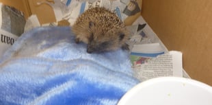 “Tiny” hedgehog saved by resident during Somerset cold snap